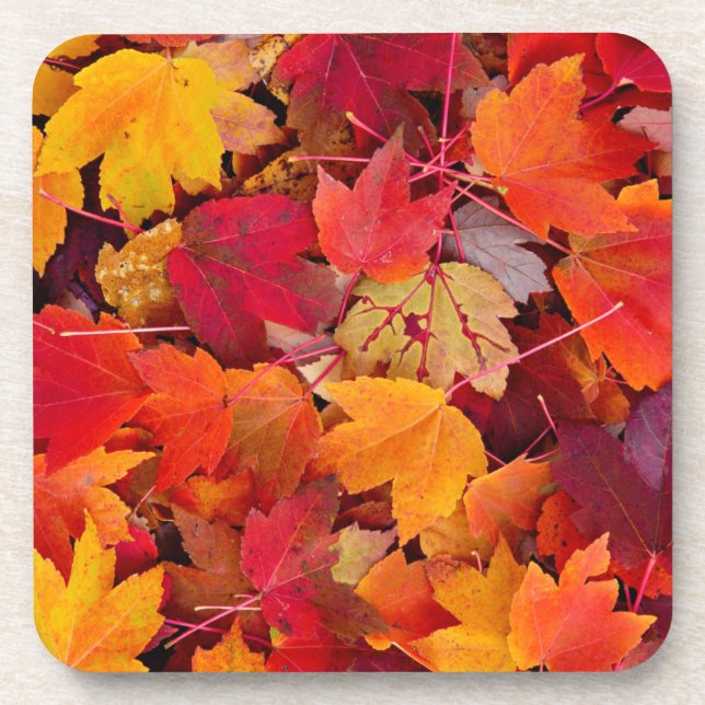 Magnificent Maple Leaves Coaster (Front)