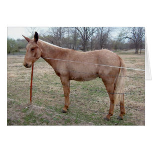 Magnificent Mule! customize it!