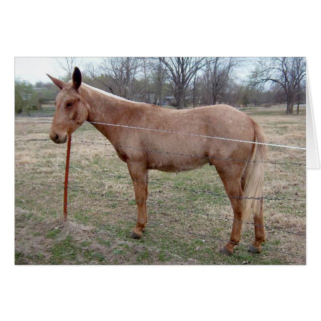 Magnificent Mule! customize it! (Front Horizontal)