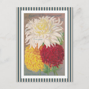 Magnificent Mums Vintage Art Postcard