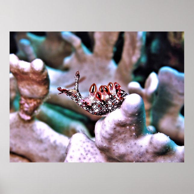 Magnificent Nudi Poster (Front)