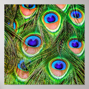Magnificent Peacock Feathers Poster