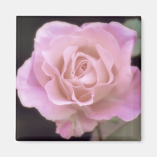 Magnificent Pink Rose Magnet (Front)