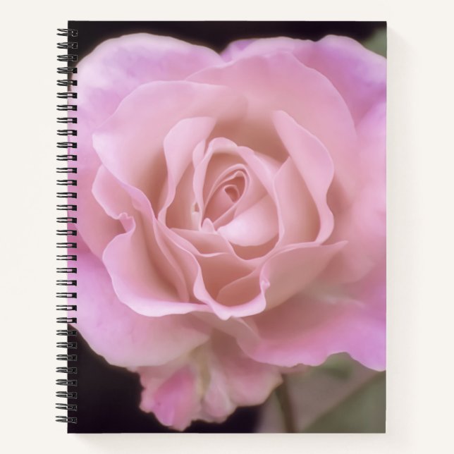 Magnificent Pink Rose Notebook (Front)