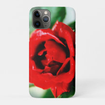 Magnificent red rose with morning dew drops  