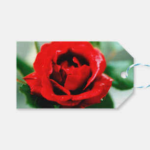 Magnificent red rose with morning dew drops gift tags