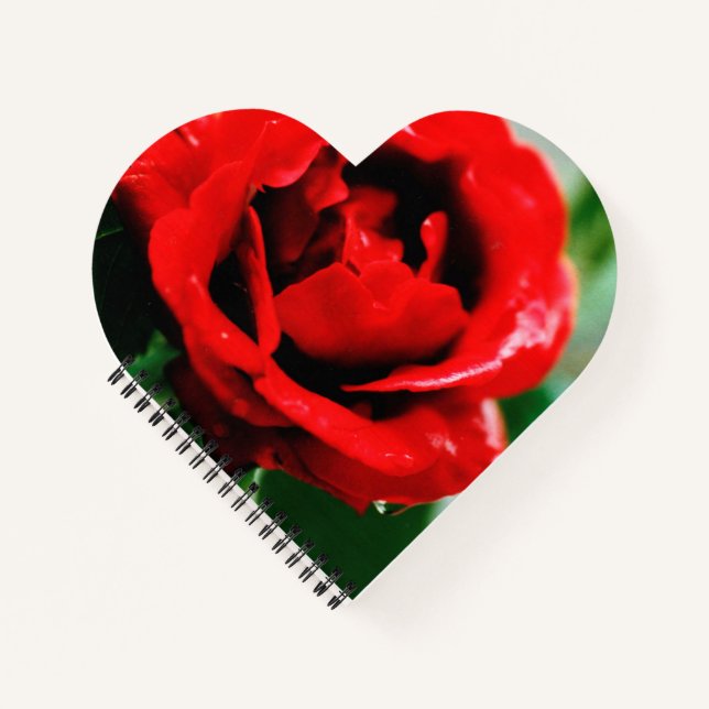 Magnificent red rose with morning dew drops  notebook (Front)