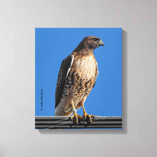 Magnificent Red-Tailed Hawk in the Sun Canvas Print (Front)
