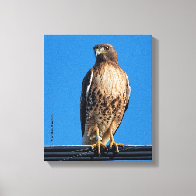 Magnificent Red-Tailed Hawk in the Sun Canvas Print (Front)