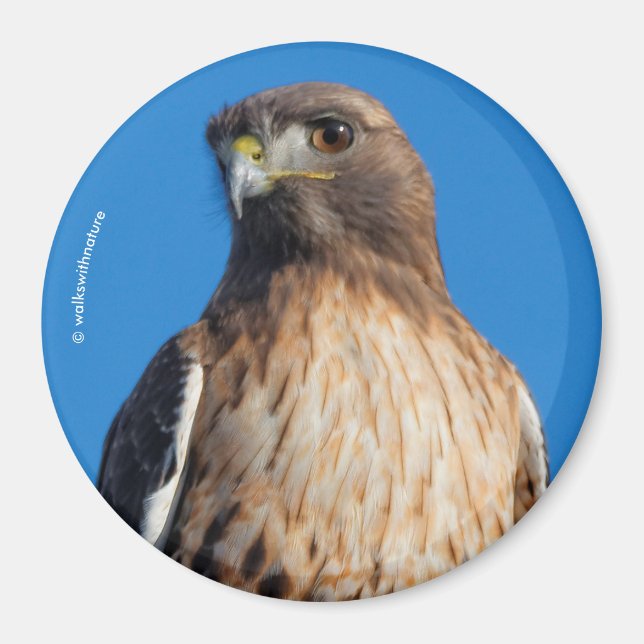 Magnificent Red-Tailed Hawk in the Sun Magnet (Front)