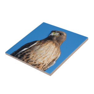 Magnificent Red-Tailed Hawk in the Sun Tile