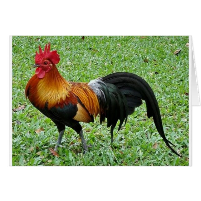 Magnificent Rooster (Front Horizontal)