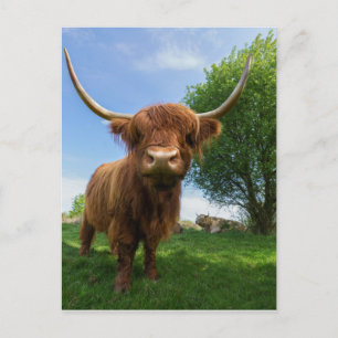 Magnificent Scottish Highland Cow Postcard