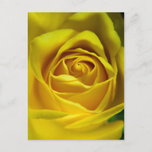 Magnificent yellow rose macro picture postcard