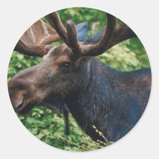 Magnificient Moose Classic Round Sticker