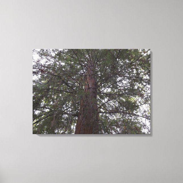 Magnificient Tree Canvas Print (Front)