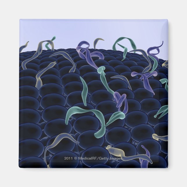 Magnified cell membrane magnet (Front)