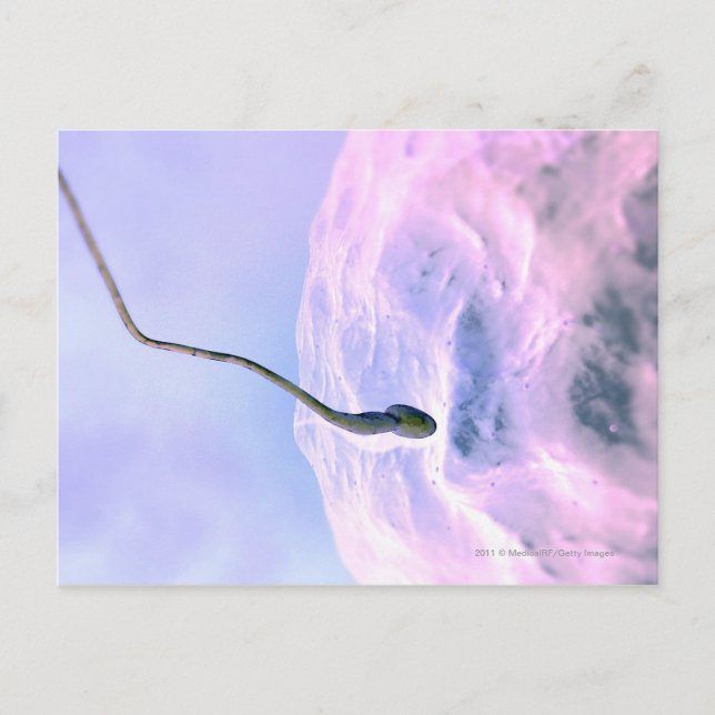 Magnified look at a sperm fertilizing an egg postcard (Front)
