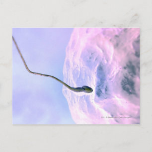 Magnified look at a sperm fertilizing an egg postcard