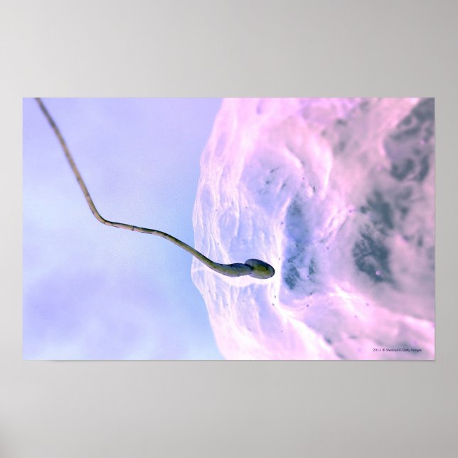 Magnified look at a sperm fertilizing an egg poster (Front)