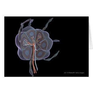 Magnified look of a lymph node