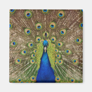 Magnifique aimant d'impression de paon