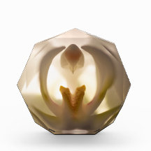 Magnifique bloc photo d'impression d'orchidée blan