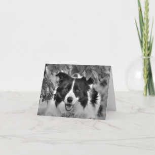 Magnifique CARTE D'Anniversaire Collie