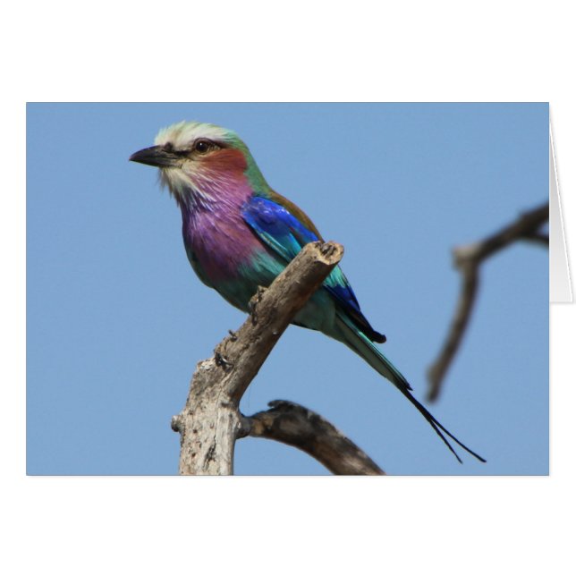 Magnifique carte d'oiseaux (Devant horizontal)