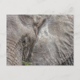 Magnifique Carte postale Elephant