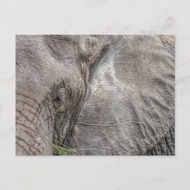 Magnifique Carte postale Elephant (Devant)