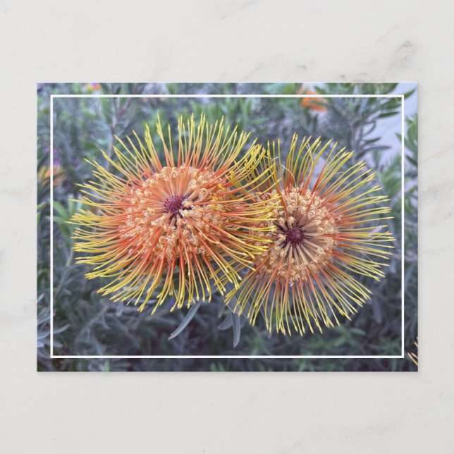 Magnifique carte postale orange et jaune de protéi (Devant)