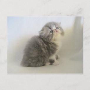 Magnifique carte postale Persian kitty