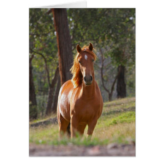 Magnifique Chestnut Cheval Brown en Champ