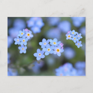 Magnifique Forget-me-not flowers Carte postale