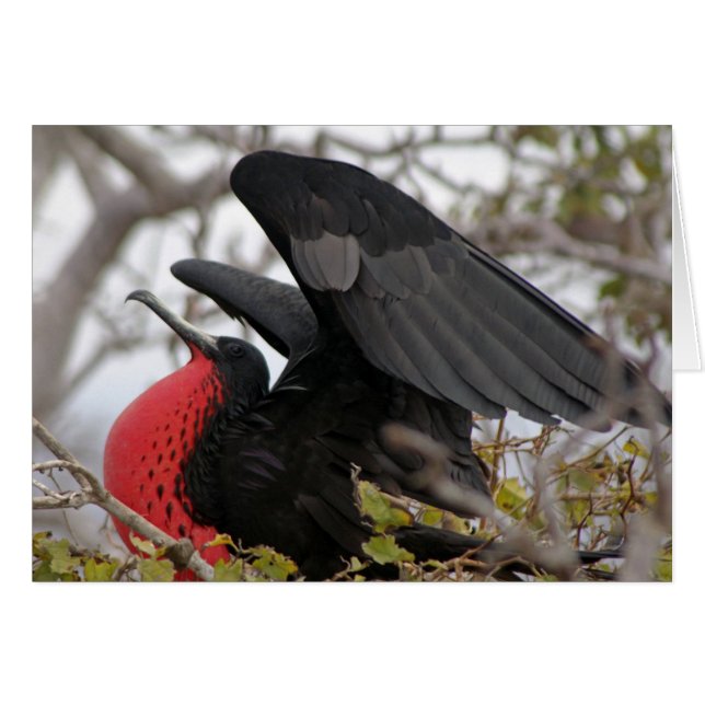 Magnifique Frigate Bird (Devant horizontal)