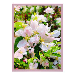 Magnifique Malus asiatica Photo