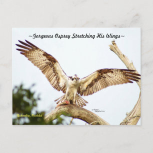 Magnifique Osprey hawk Florida Carte postale