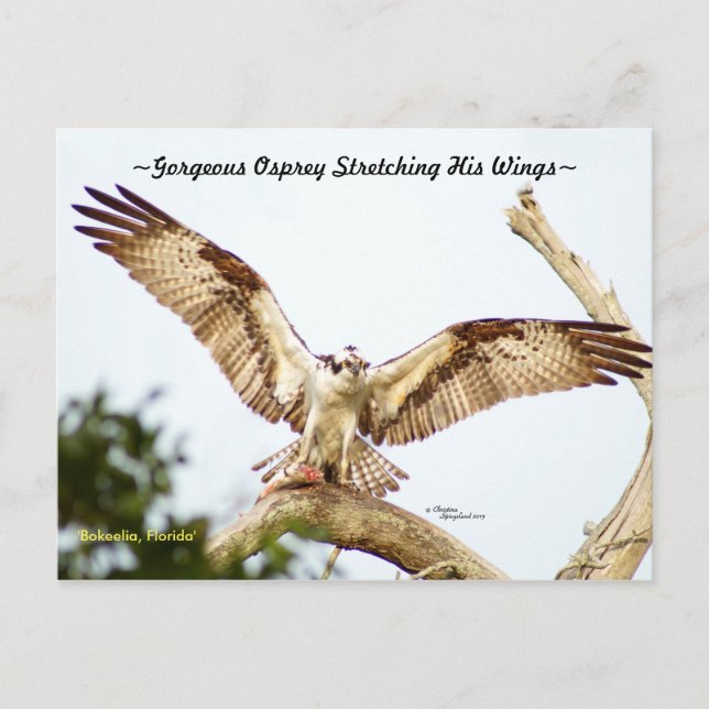 Magnifique Osprey hawk Florida Carte postale (Devant)