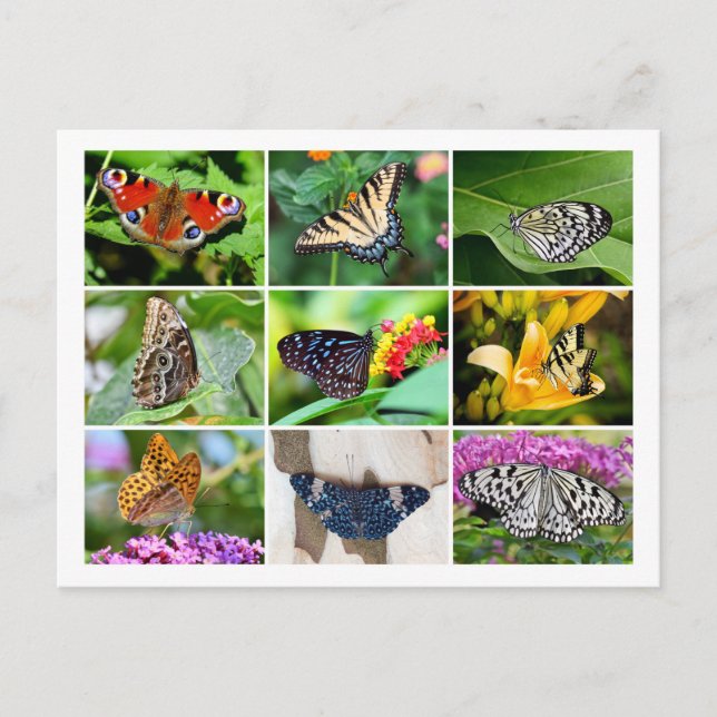 Magnifique Papillons Collage Carte postale (Devant)