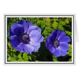 Magnifique Pavot Violet Photographie noir Cartes d