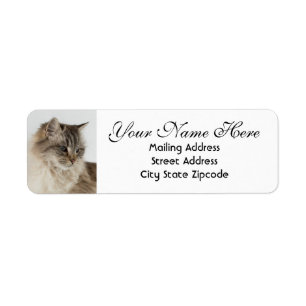 Magnifique Tabby Cat Retour Adresse