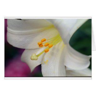Magnifique Tandis Que Lily