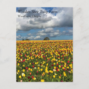 Magnifique terrain de tulipe, carte postale de l'O