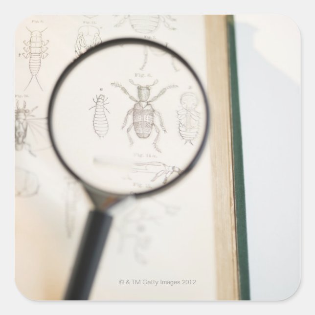 Magnifying glass over book showing insects square sticker (Front)