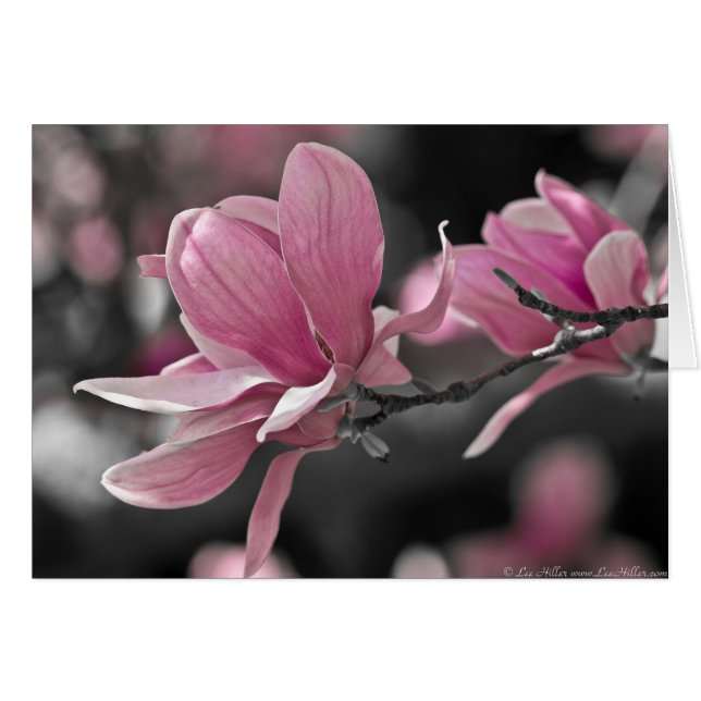 Magnolia (Devant horizontal)