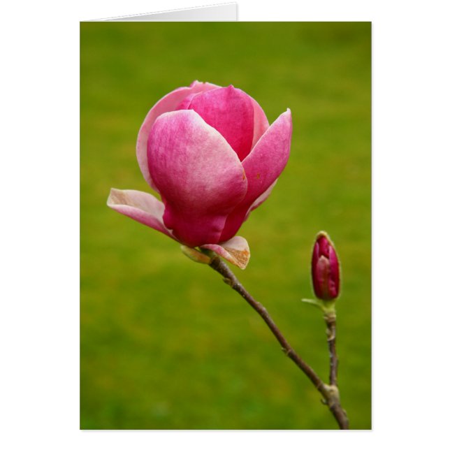 Magnolia (Front)