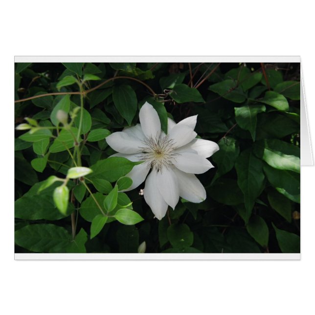 Magnolia (Front Horizontal)