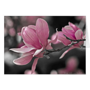 Magnolia à assiette japonaise rose