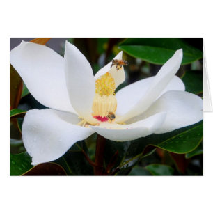 Magnolia and Honeybees Card